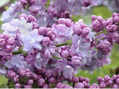 Сирень обыкновенная 