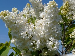 Сирень обыкновенная 