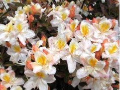 Рододендрон листопадный 