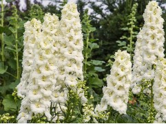 Дельфиниум высокий 