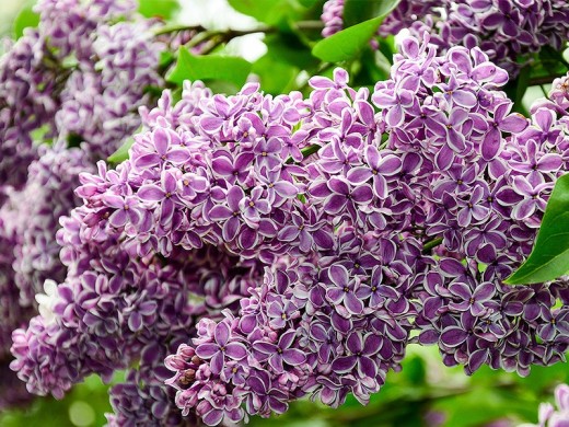 Сирень обыкновенная Сирень обыкновенная