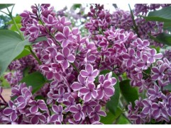 Сирень обыкновенная 