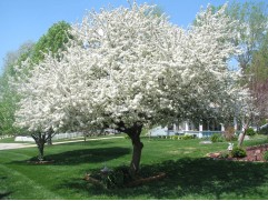 Яблоня декоративная Яблоня декоративная