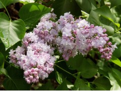 Сирень обыкновенная 