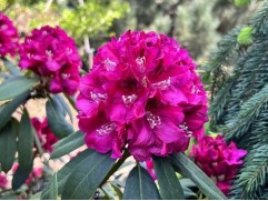 Рододендрон гибридный 