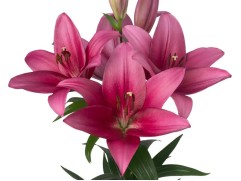 Лилия ТА-гибрид Лилия ТА-гибрид