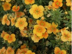 Лапчатка кустарниковая Лапчатка кустарниковая