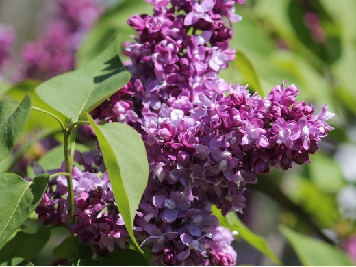 Сирень обыкновенная Сирень обыкновенная