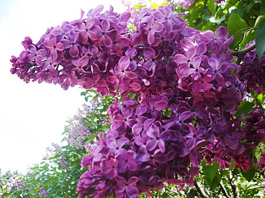 Сирень обыкновенная Сирень обыкновенная