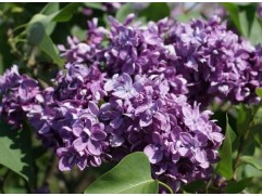 Сирень обыкновенная Сирень обыкновенная