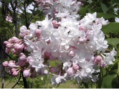 Сирень обыкновенная Сирень обыкновенная