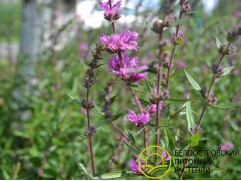 Дербенник иволистный 