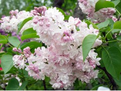 Сирень обыкновенная Сирень обыкновенная