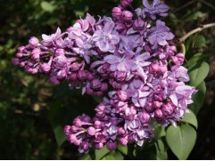 Сирень обыкновенная Сирень обыкновенная