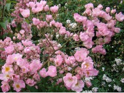 Роза мускусная 