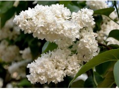 Сирень обыкновенная Сирень обыкновенная