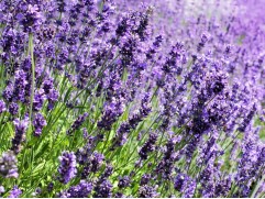 Лаванда узколистная 