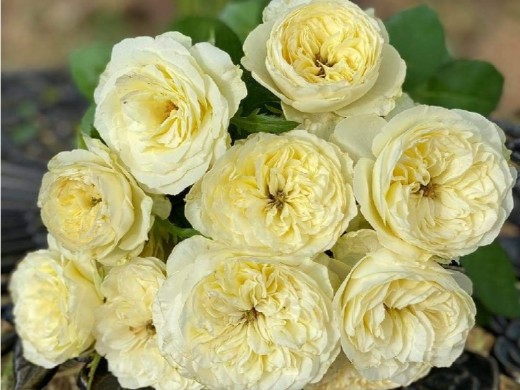 Роза чайно-гибридная Роза чайно-гибридная