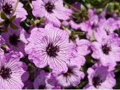 Герань пепельная 