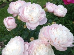 Пион молочноцветковый 