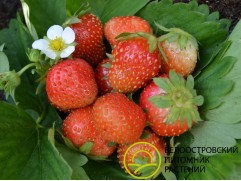 Земляника крупноплодная 