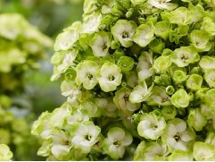 Флокс метельчатый 