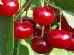 Вишня обыкновенная Вишня обыкновенная