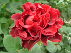 Роза чайно-гибридная 