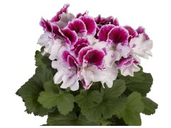 Пеларгония Grandiflorum Elegance Bravo Контейнер 1,0л Пеларгония Grandiflorum Elegance Bravo Контейнер 1,0л