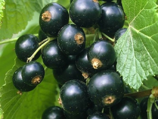 Смородина черная Смородина черная