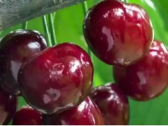 Черешня 