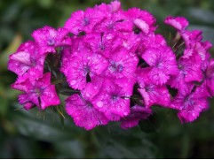 Гвоздика турецкая 