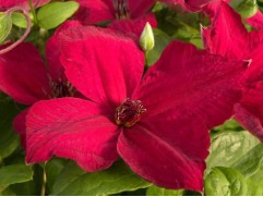 Клематис гибридный 