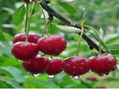 Вишня обыкновенная 