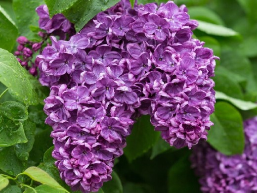 Сирень обыкновенная Сирень обыкновенная