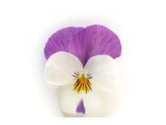 Виола рогатая 