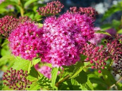 Спирея японская 