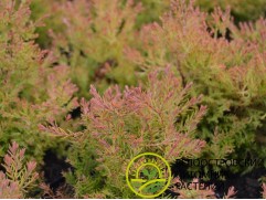 Туя западная 