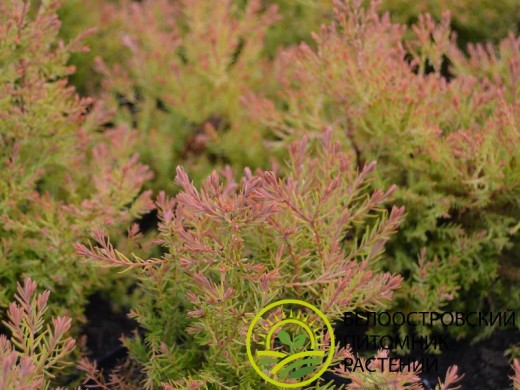 Туя западная Туя западная