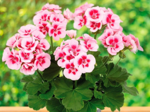 Пеларгония зональная Пеларгония зональная