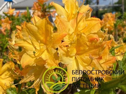 Рододендрон листопадный (азалия) Рододендрон листопадный (азалия)