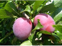 Слива колоновидная 