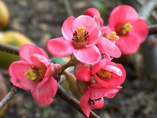 Айва японская Айва японская