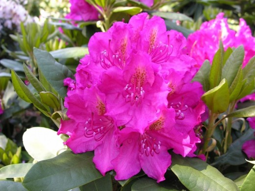 Рододендрон гибридный Рододендрон гибридный