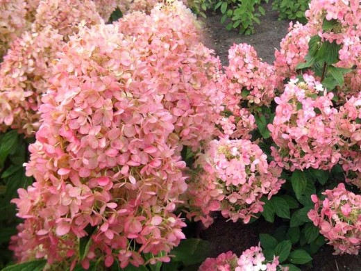 Гортензия метельчатая Гортензия метельчатая