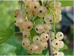 Смородина белая 