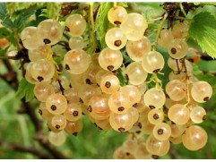 Смородина белая 