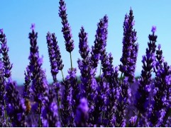 Лаванда узколистная 