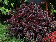 Барбарис Тунберга 