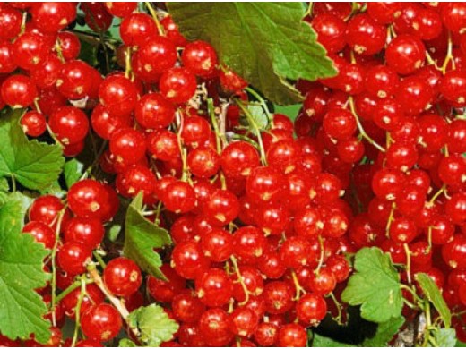 Смородина красная Смородина красная